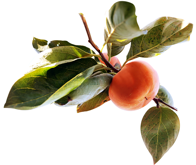 奈良の甘柿・通販