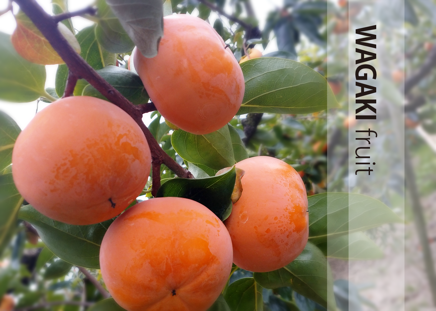 刀根柿と富有柿の紹介