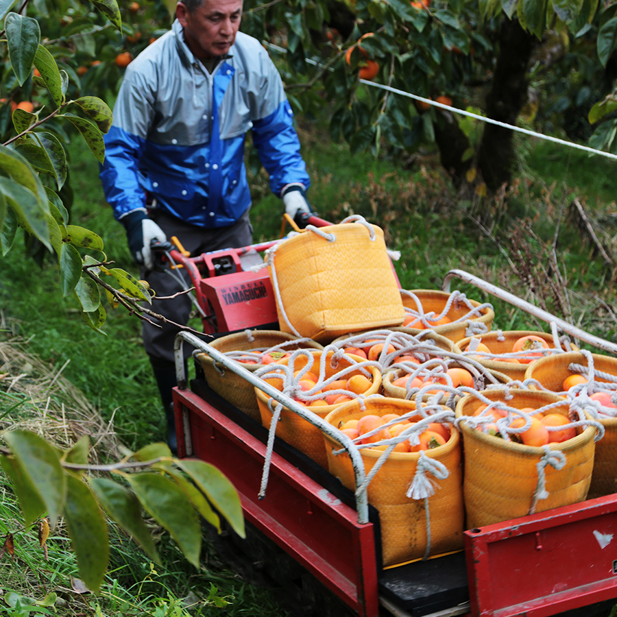 富有柿の収穫