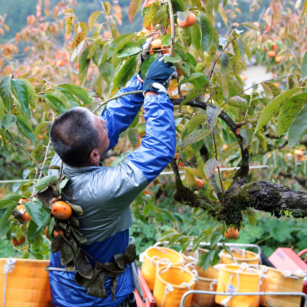 柿の収穫