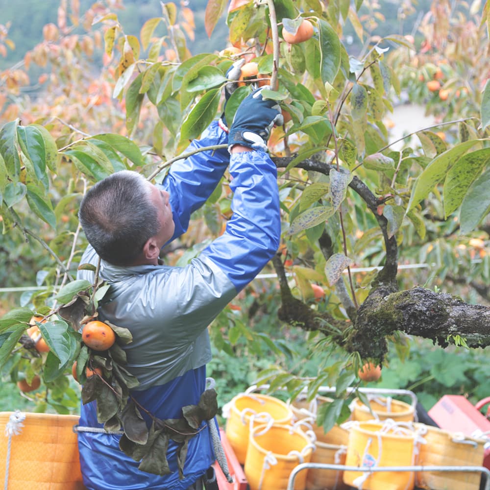 柿の収穫