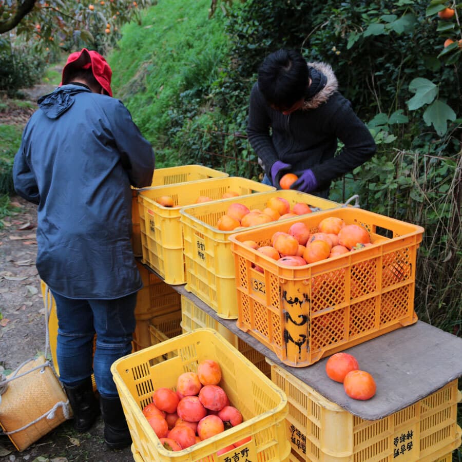柿の選別